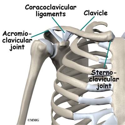 Clavicle And Scapula. clavicle and the scapula.