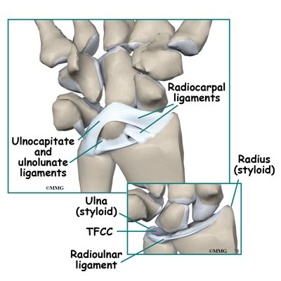 Radius on Patient S Guide To Distal Radius  Wrist  Fractures