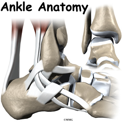 But it's much more than a simple hinge joint. The ankle is actually made up 