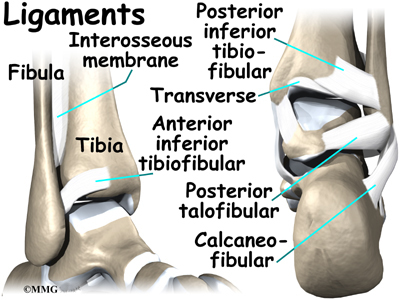 tendons of foot. tendons in feet and toes~