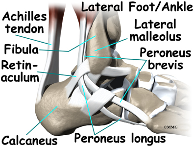 Ankle Anatomy - Orthopedic Surgery, Algonquin, IL, Barrington, IL
