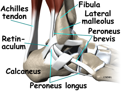 Image result for tendonitis peroneus brevis