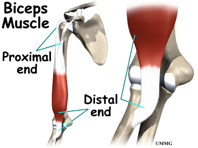 The upper two tendons of the biceps are called the proximal biceps tendons