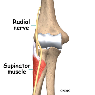 Radial Tunnel Syndrome Wheeless Online