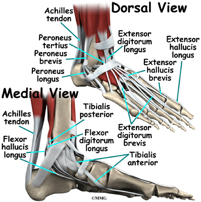  affected area seems to be the area labeled Extensor Digitorum Longus.