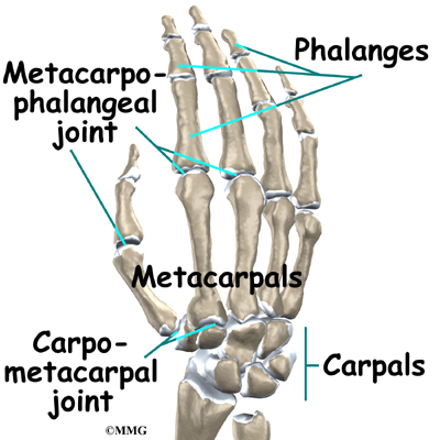 hand joints