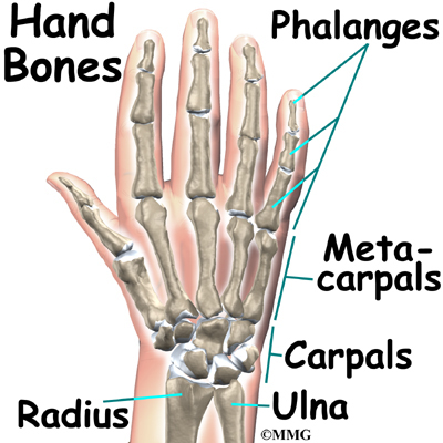 hand_anatomy_bones01.jpg