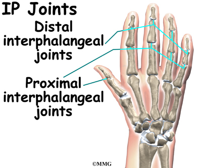 diagrambones and joints