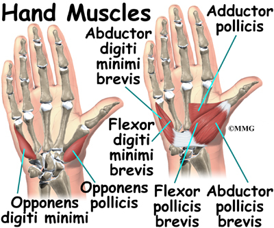 hand_anatomy_muscles01.jpg