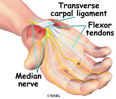 The median nerve and flexor tendons pass through the carpal tunnel.