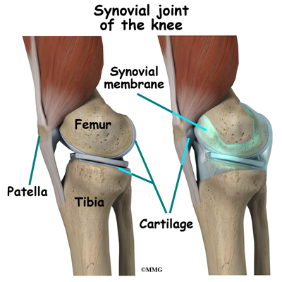 Synovial Joint Knee. side of the knee joint.