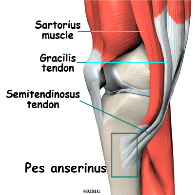 knee_bursitis_pes_anserine_anatomy01.jpg