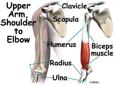 What are the symptoms of a torn muscle in your arm?
