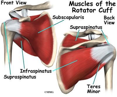 Rotatorcuff muskler