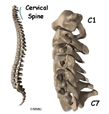 http://www.eorthopod.com/images/ContentImages/spine/spine_cervical/cervical_anatomy/spine_cervical_anatomy_intro01a.jpg