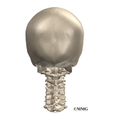 http://www.eorthopod.com/images/ContentImages/spine/spine_cervical/cervical_posterior_fusion/cervical_postfuse_anatomy01.jpg