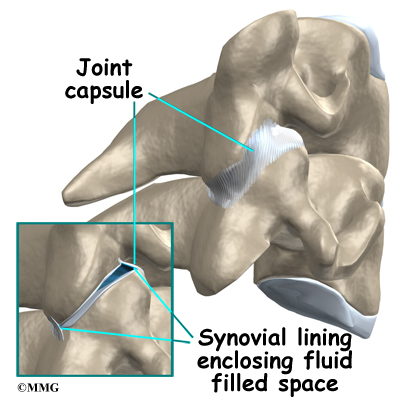 Synovial Joint Knee. A synovial joint is where two
