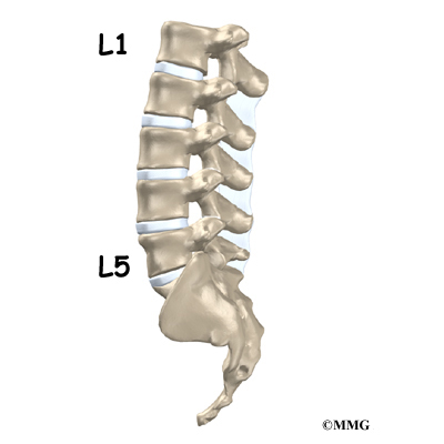 Lower Back Anatomy | Houston Methodist