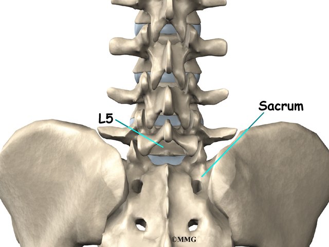 Spinal cord thesis