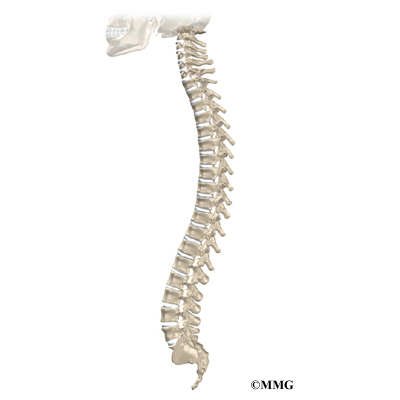 the human spine