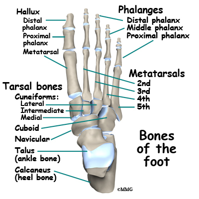 Cuneiform Bone Pain In Foot