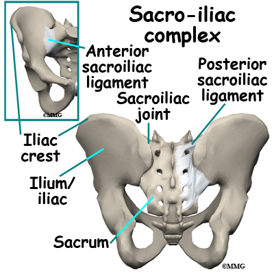 Anterior Pelvic Bone