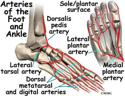 Ankle Anatomy | eOrthopod.com