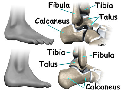 Talus Bone Anatomy