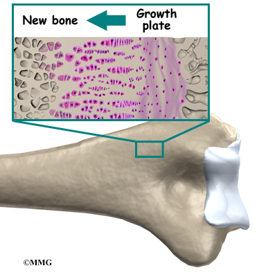 Growth Bone