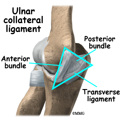 Medial Collateral Ligament Elbow Attachment
