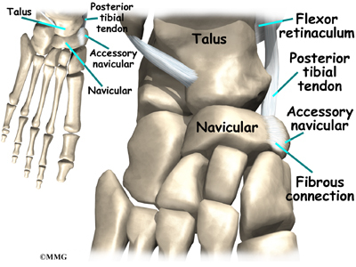 foot ossicles