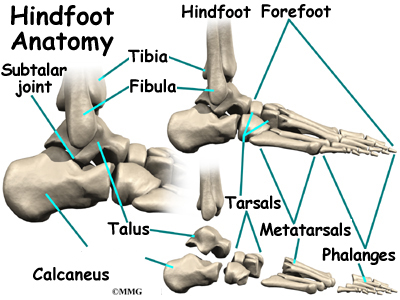 Ankle Skeletal Anatomy