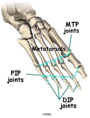 joints of the foot