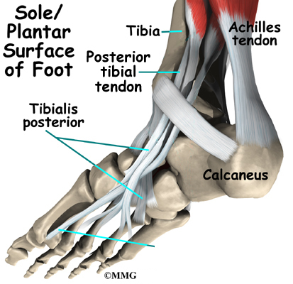 Foot tendonitis to Document: Anatomy Related posterior for tibial Guide shoes Patient's A