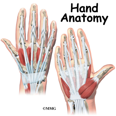 Hand Anatomy | eOrthopod.com