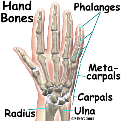 The bones in the palm of the hand are called metacarpals.
