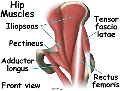 Hip Anatomy | eOrthopod.com