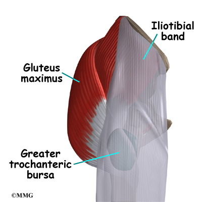 muscles gluteus maximus