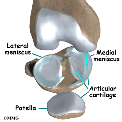 Medial Knee Joint
