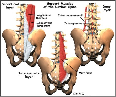 Lumbar Spine Anatomy | eOrthopod.com