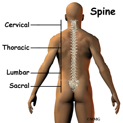 parts of spine