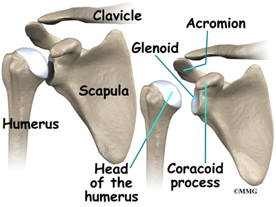 Shoulder Anatomy | eOrthopod.com