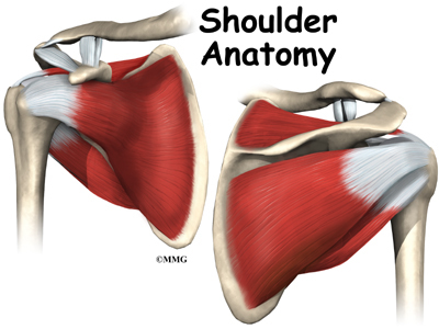 Shoulder Anatomy: A Patient's Guide to Shoulder Anatomy | Circle 