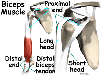 distal bicep tendon