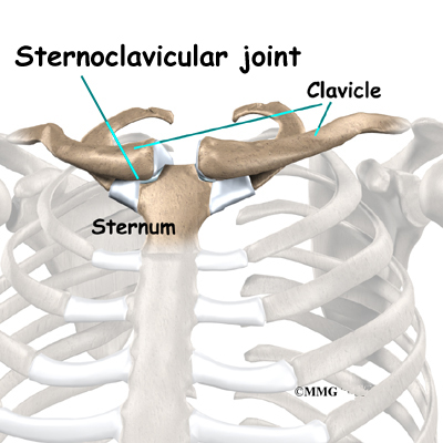 clavicle and sternum