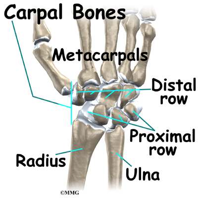Wrist Bones Diagram