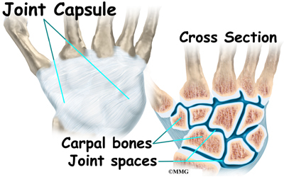 capsule anatomy