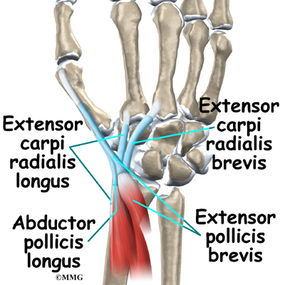 The extensor carpi radialis brevis and the extensor carpi radialis longus 