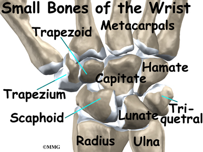 Carpal joints; Intercarpal Joints
