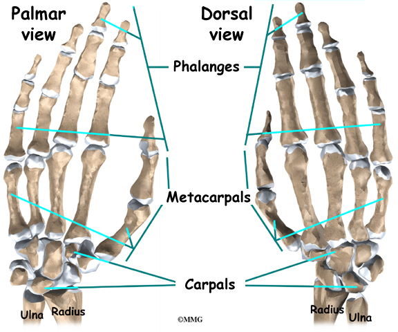 Bones Of Wrist